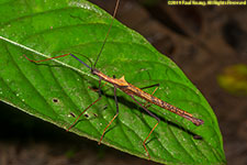 stick insect