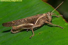 grasshopper