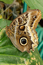 owl butterfly