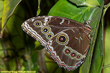 blue morpho