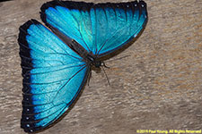 blue morpho