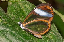 glasswing