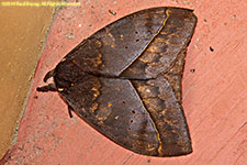 moth
