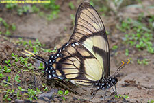 swallowtail