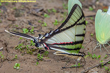 swallowtail