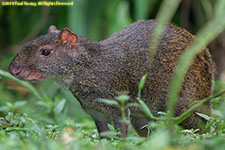 agouti