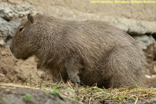 capybara