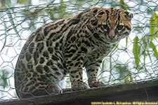 margay