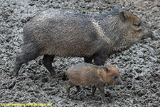 peccaries