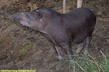 tapir