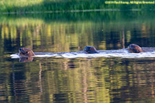 otters