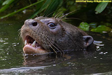 otter