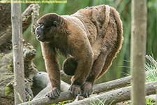 monkey and infant