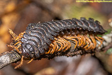 millipede