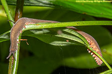 caterpillar