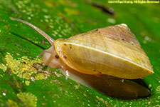 snail