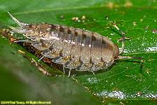 amphipod