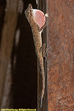 anole