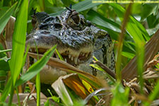 caiman