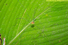 harvestman