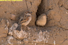 sparrows nesting in wall