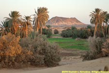 Bahariya Oasis