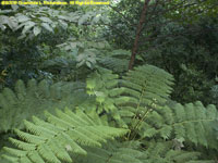 tree fern