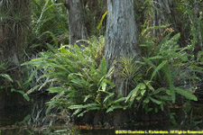 ferns