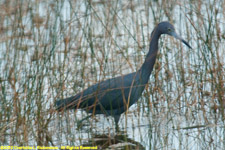 little blue heron