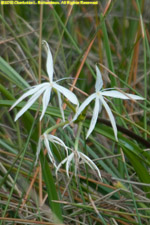 swamp lily