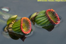 lotus seed pods