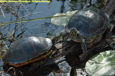 painted turtles