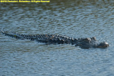 alligator