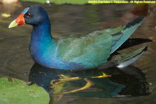 purple gallinule