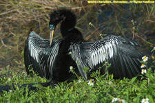 anhinga