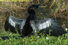 anhinga