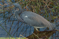 great blue heron