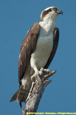 osprey