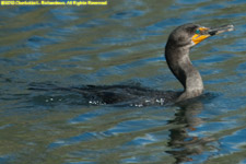 cormorant