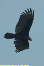 turkey vulture