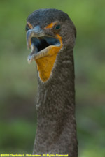 cormorant