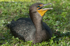 cormorant