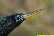 anhinga