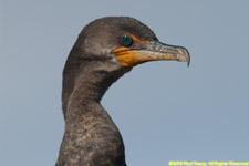 cormorant