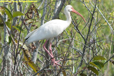 ibis