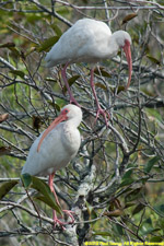 ibises