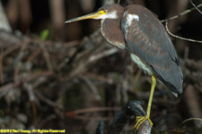 tricolor heron