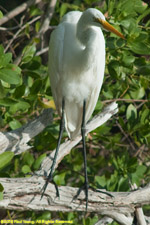 egret