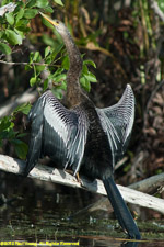 anhinga