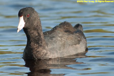 coot